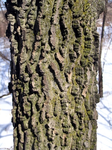 elm tree bark. Hackberry Tree Bark