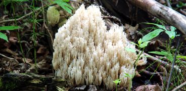 Clavicorona pyxidata - crown-tipped coral fungus