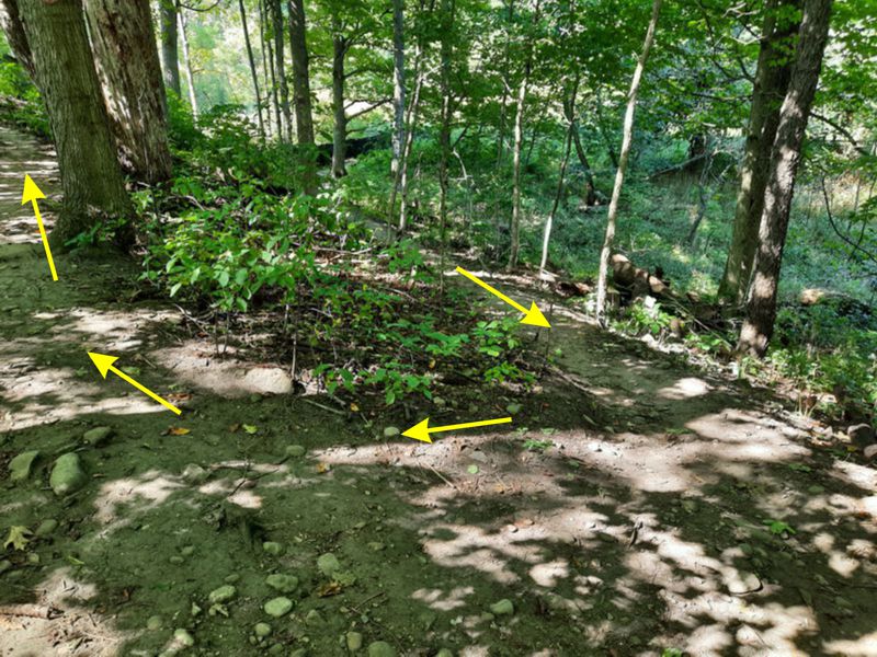 Junction of Barker's Bush Main Loop and Barker's Bush Short Loop Junction of Barker's Bush Main Loop and Barker's Bush Short Loop