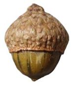 Hill's Oak Acorn