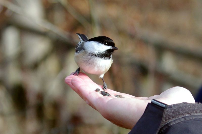 Chickadee
