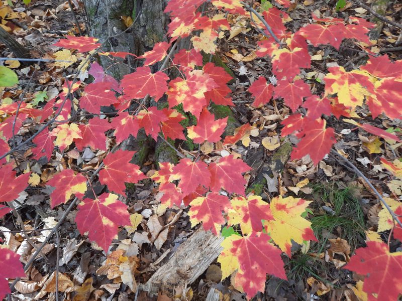 Fall maple leaves