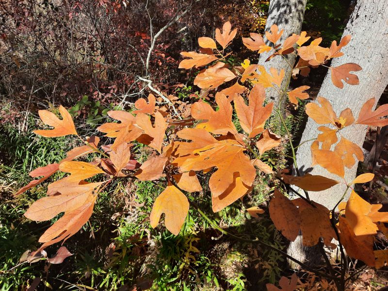 Mitten Tree