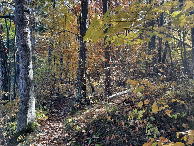 Fall Trail