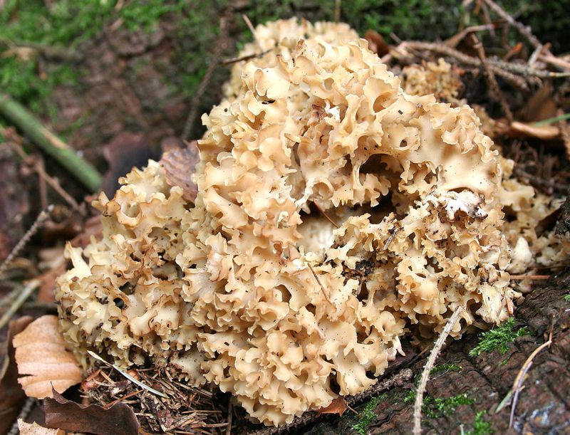 Cauliflower fungus Cauliflower fungus