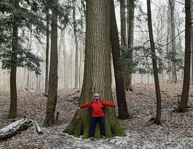 Big Oak Big Oak