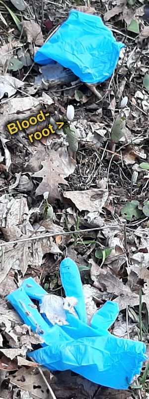 Gloves & Bloodroot Gloves & Bloodroot