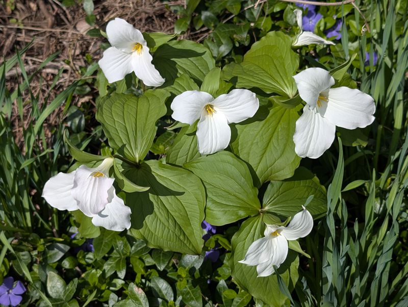 Trillium Trillium