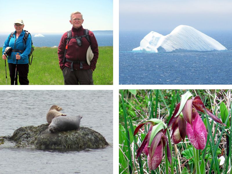 Newfoundland Collage