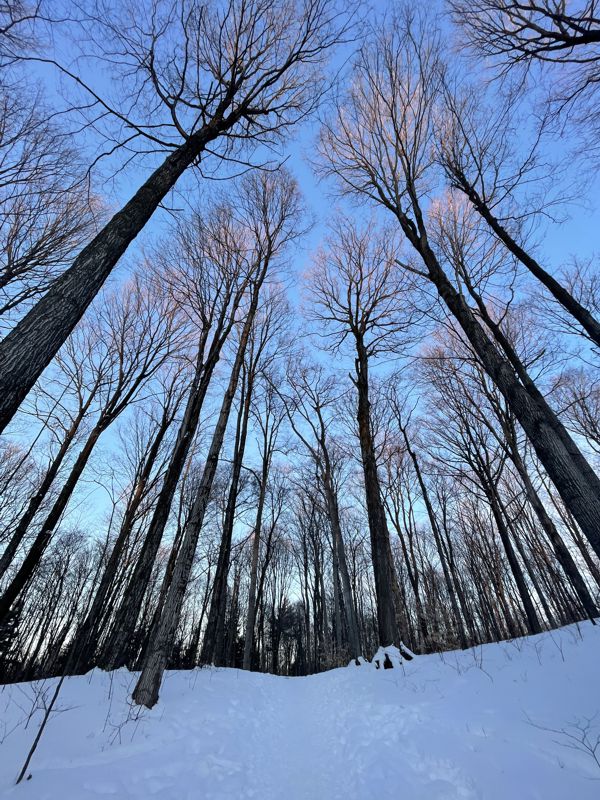 Petersburg Crown Lands Trees Petersburg Crown Lands Trees