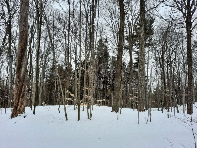 Petersburg Crown Lands Trees Petersburg Crown Lands Trees