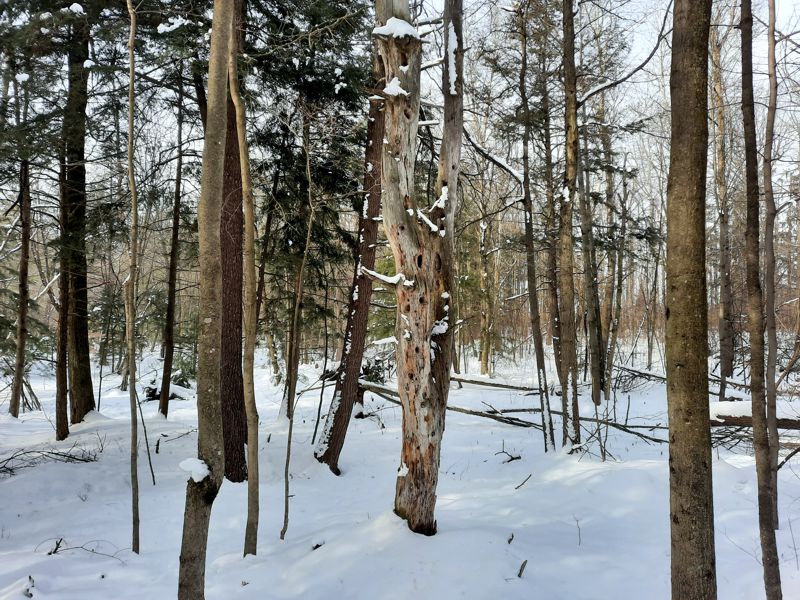 Petersburg Crown Lands Trees Petersburg Crown Lands Trees