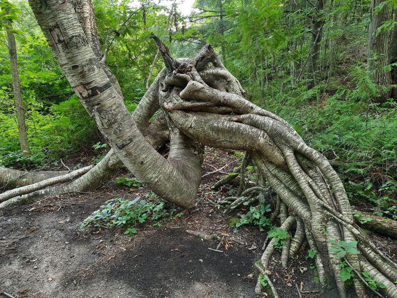 Petersburg Crown Lands Favourite Tree Petersburg Crown Lands Favourite Tree