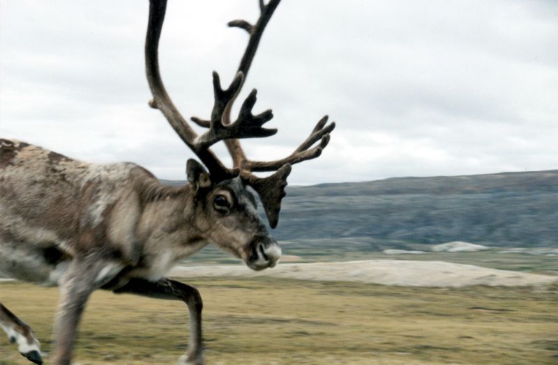 Caribou Up Close