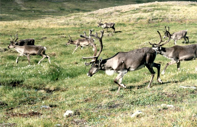 Our Daily Visitors - Caribou
