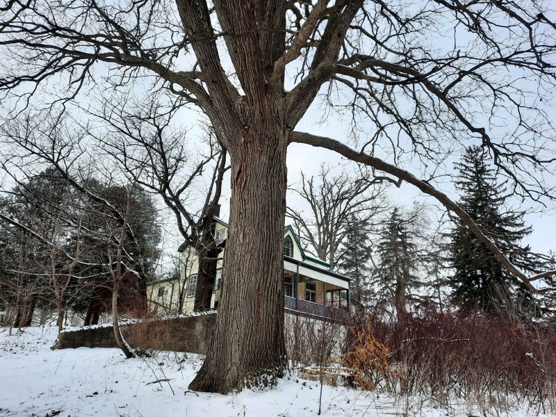 Old Oak Old Oak