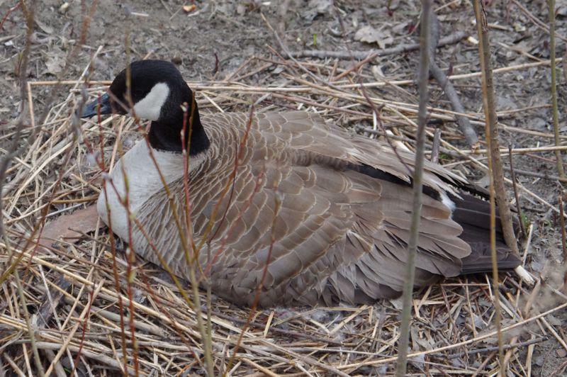 Female Goose on nest Goose on nest