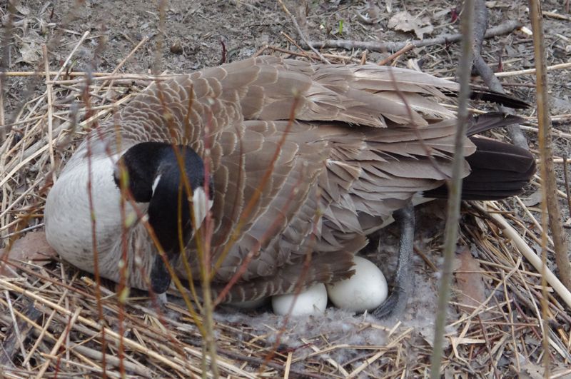 Three eggs visible Three eggs visible