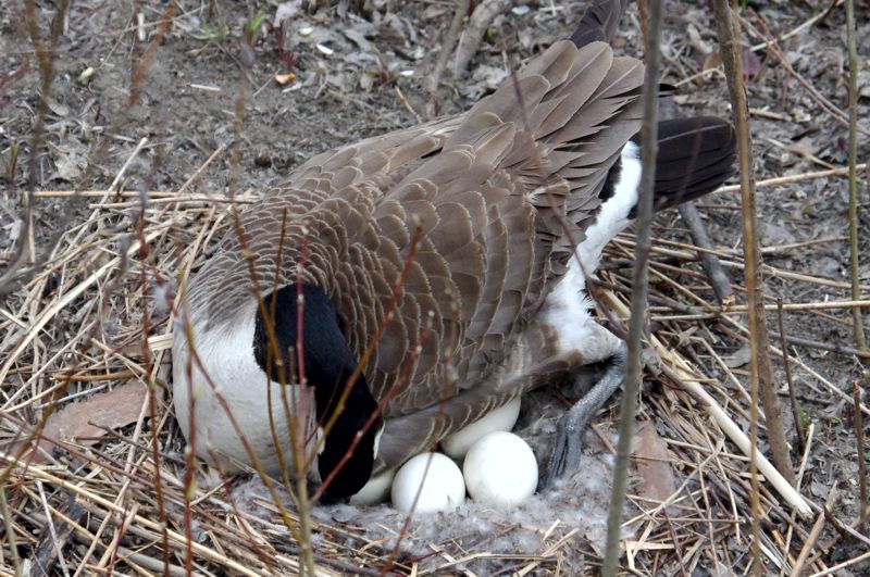 Four eggs visible Four eggs visible