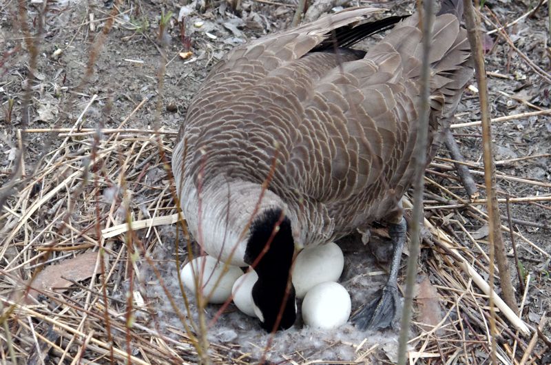 Four eggs visible Four eggs visible
