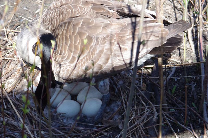 Moving eggs Moving eggs