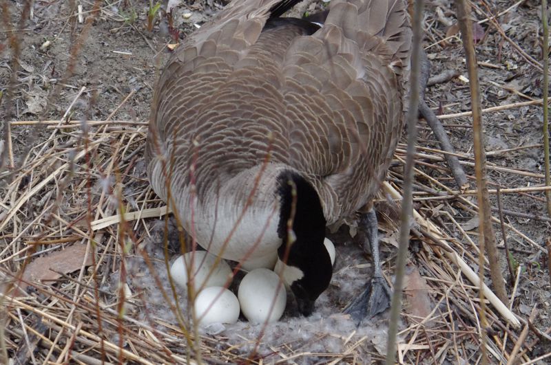 Five eggs visible Five eggs visible