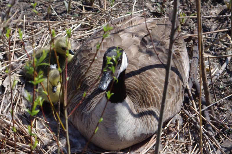 Two goslings visible Two goslings visible