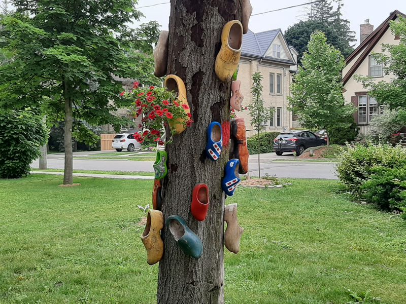Dutch Shoe Tree Dutch Shoe Tree