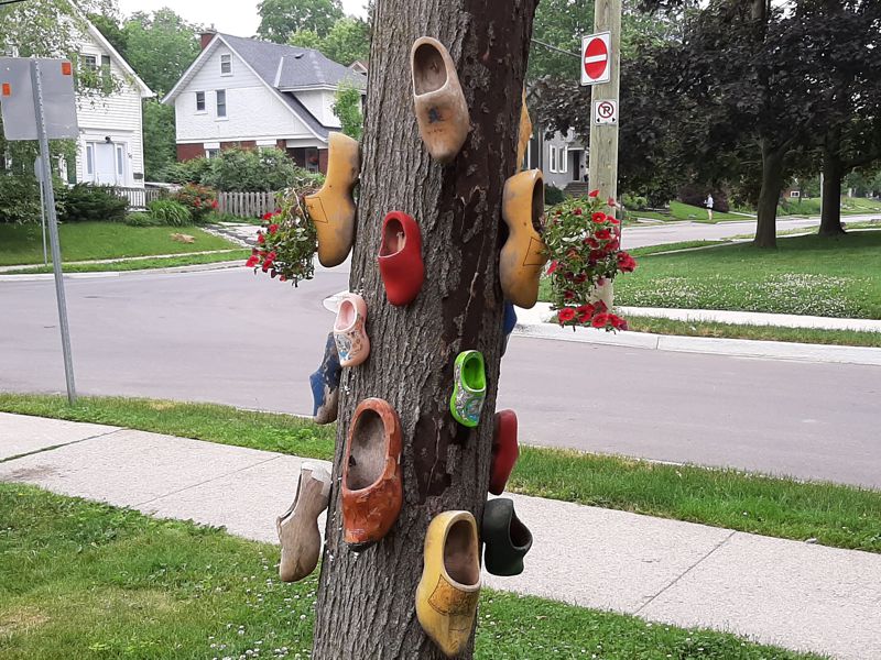 Dutch Shoe Tree Dutch Shoe Tree