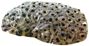 Frog Egg Clutch Frog Egg Clutch