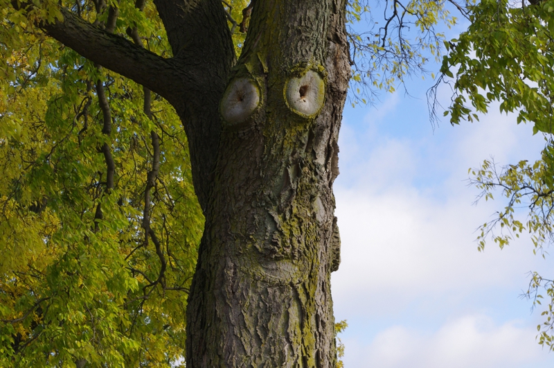 Hackberry Tree Hackberry Tree
