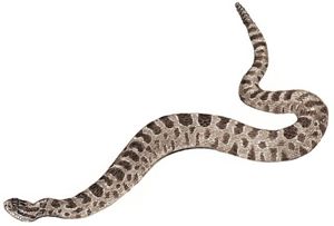 Massasauga Rattle Snake Massasauga Rattle Snake