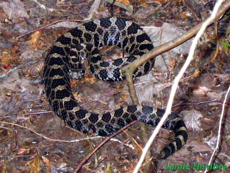 Massasauga Rattlesnake Massasauga Rattlesnake
