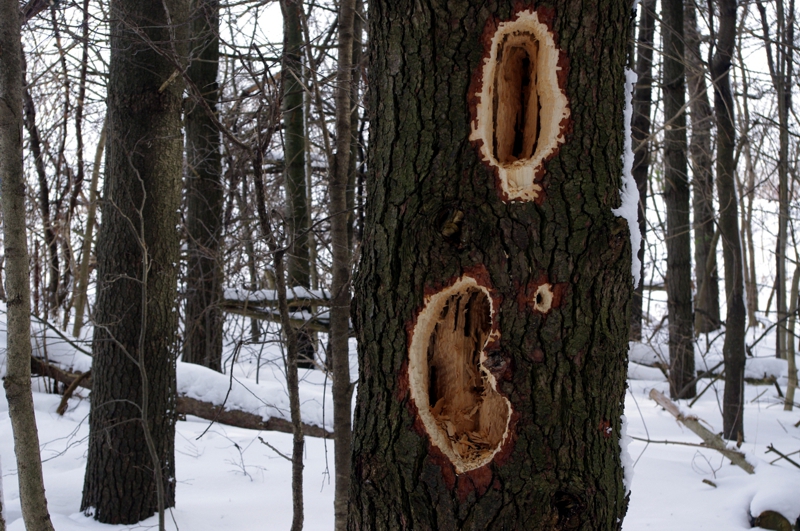 White Pine with Pileated Woodpecker Holes White Pine with Pileated Woodpecker Holes
