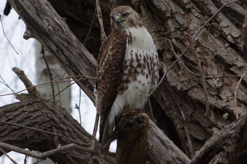 Male Red-Tailed Hawk Male Red-Tailed Hawk