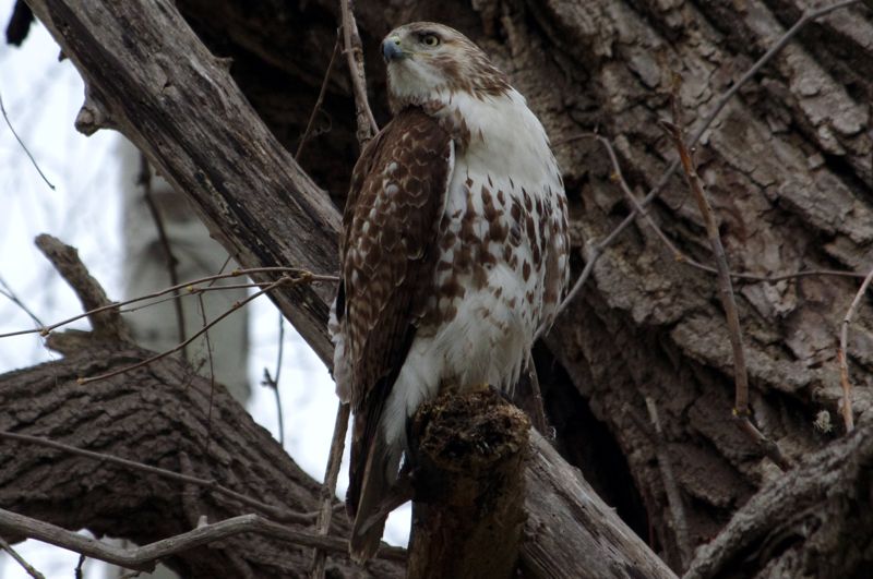 Male Red-Tailed Hawk Male Red-Tailed Hawk