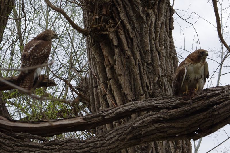 Female Red-Tailed Hawk on Right Female Red-Tailed Hawk on Right