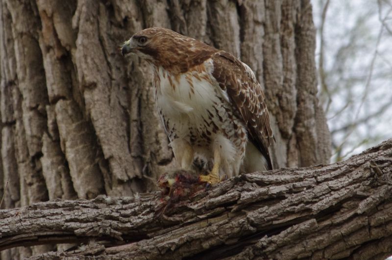 Female Red-Tailed Hawk Eating Gosling Female Red-Tailed Hawk Eating Gosling