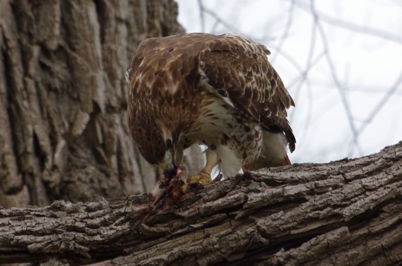 Female Red-Tailed Hawk Eating Gosling Female Red-Tailed Hawk Eating Gosling