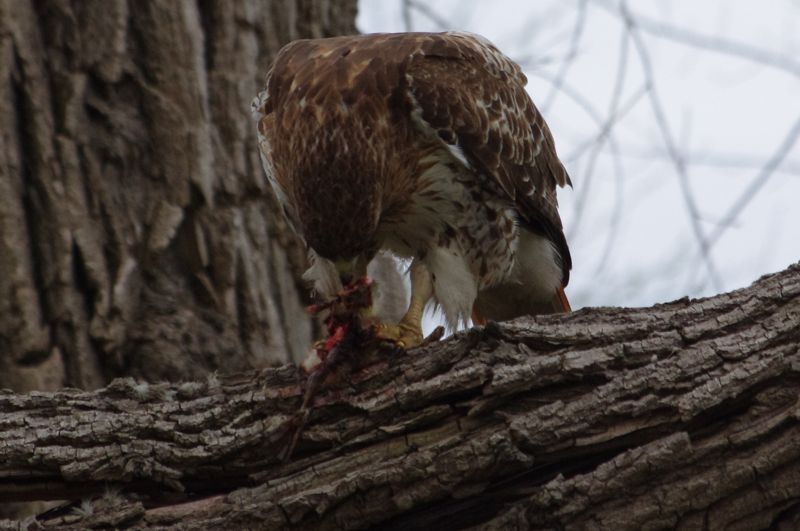 Female Red-Tailed Hawk Eating Gosling Female Red-Tailed Hawk Eating Gosling