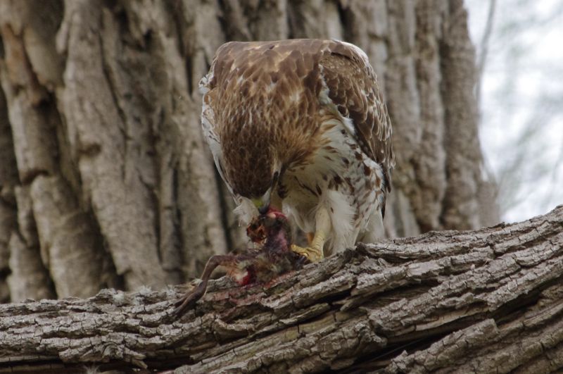 Female Red-Tailed Hawk Eating Gosling Female Red-Tailed Hawk Eating Gosling
