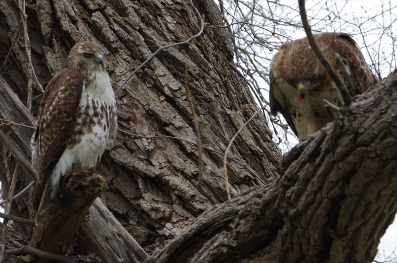 Female Red-Tailed Hawk Eating Gosling Female right male left