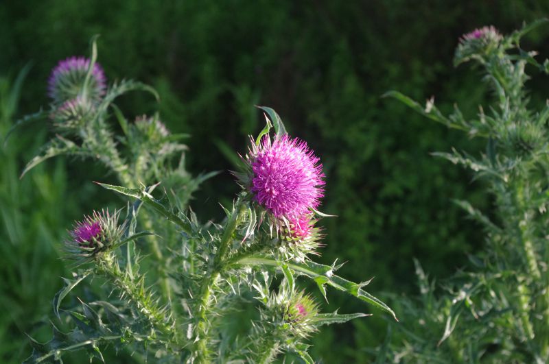 Thistle Flower Thistle Flower