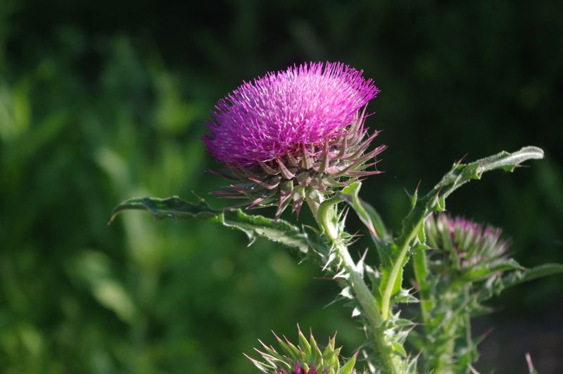 Thistle Flower Thistle Flower