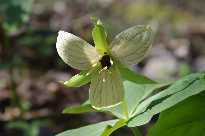 Red trillium variant Red trillium variant