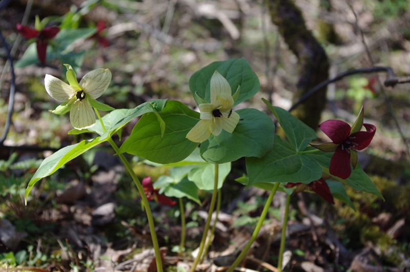 Red trillium variants Red trillium variants