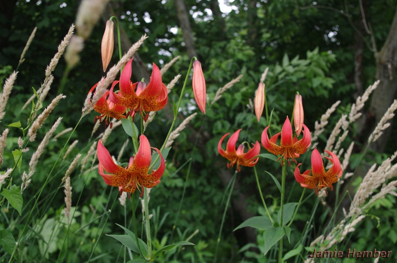 Turk's Cap Lily Turk's Cap Lily
