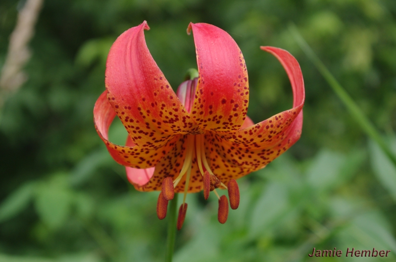 Turk's-cap Lily
