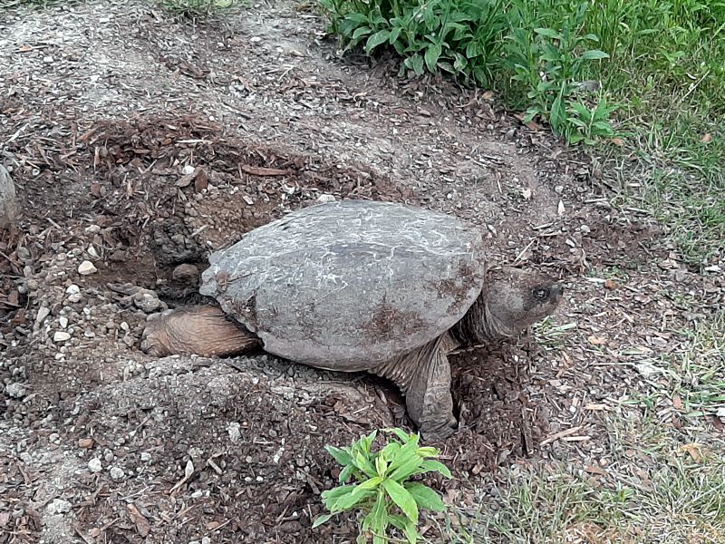 Snapping Turtle Snapping Turtle