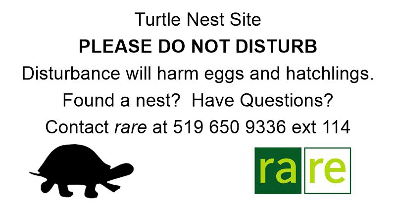 Turtle Label Turtle Label